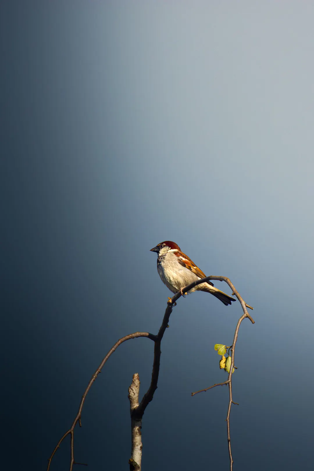Birdies, photo 5