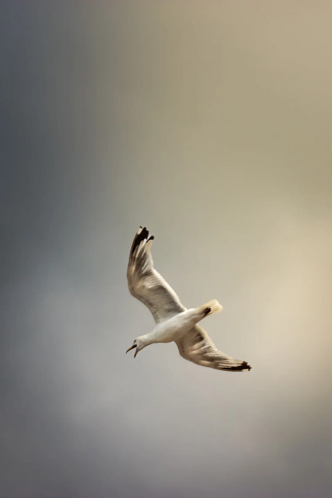 Birdies, photo 2