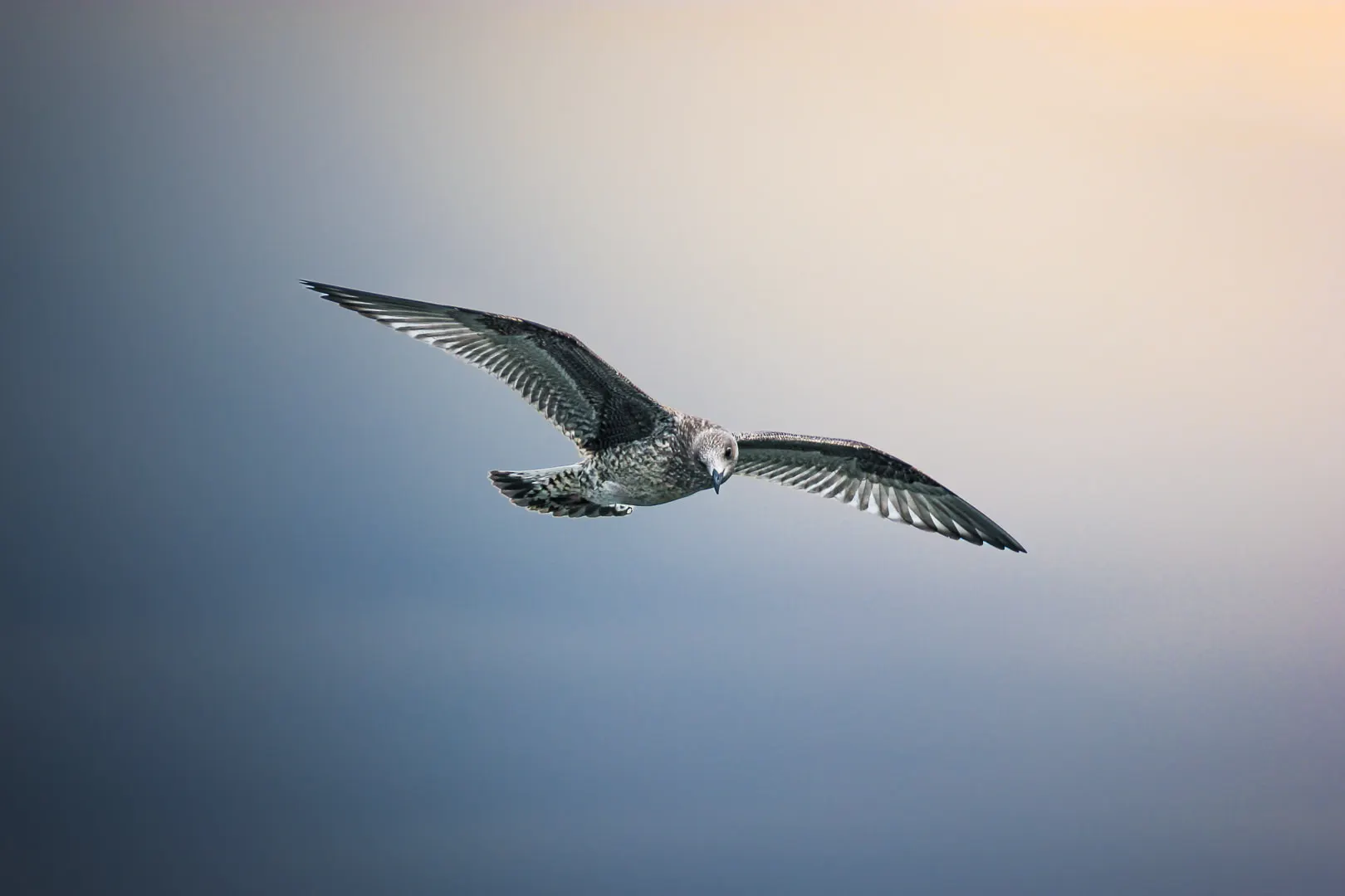 Birdies, photo 4