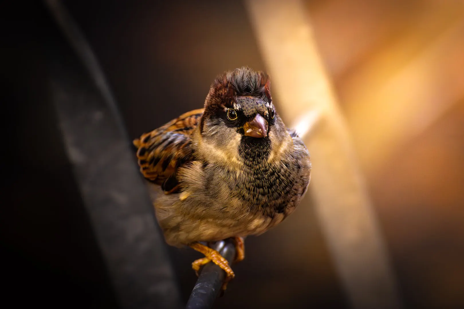 Birdies, photo 1
