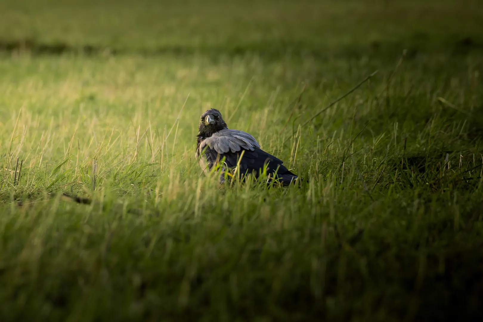 Birdies, photo 6