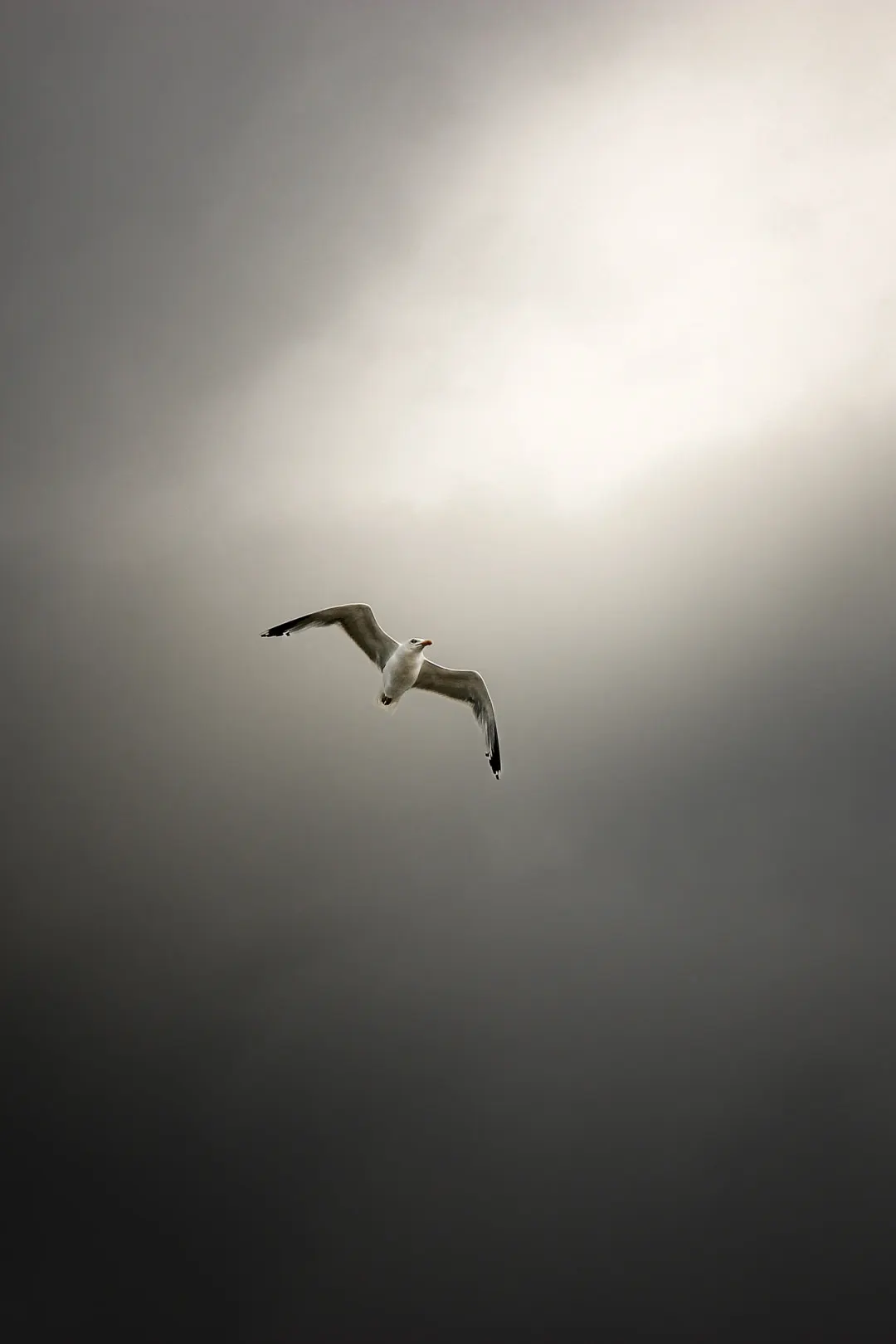 Birdies, photo 3